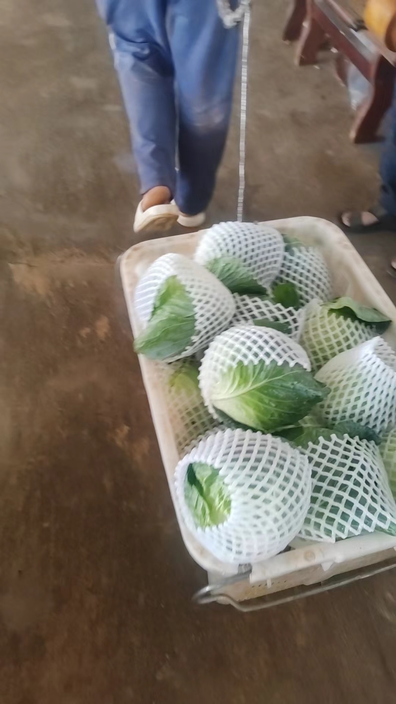云南红河高原精品甘蓝货量大全国发货来电咨询