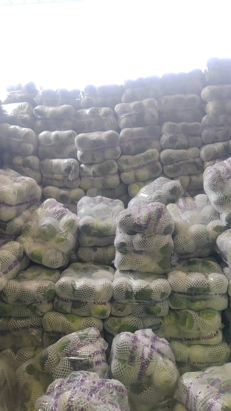 云南红河高原精品甘蓝货量大全国发货来电咨询