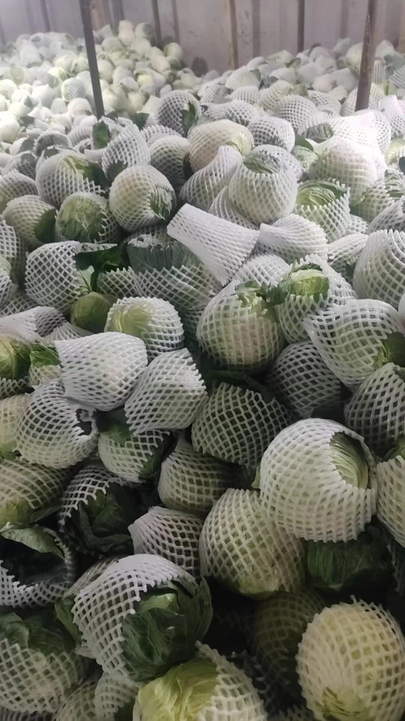 云南红河高原精品甘蓝货量大全国发货来电咨询