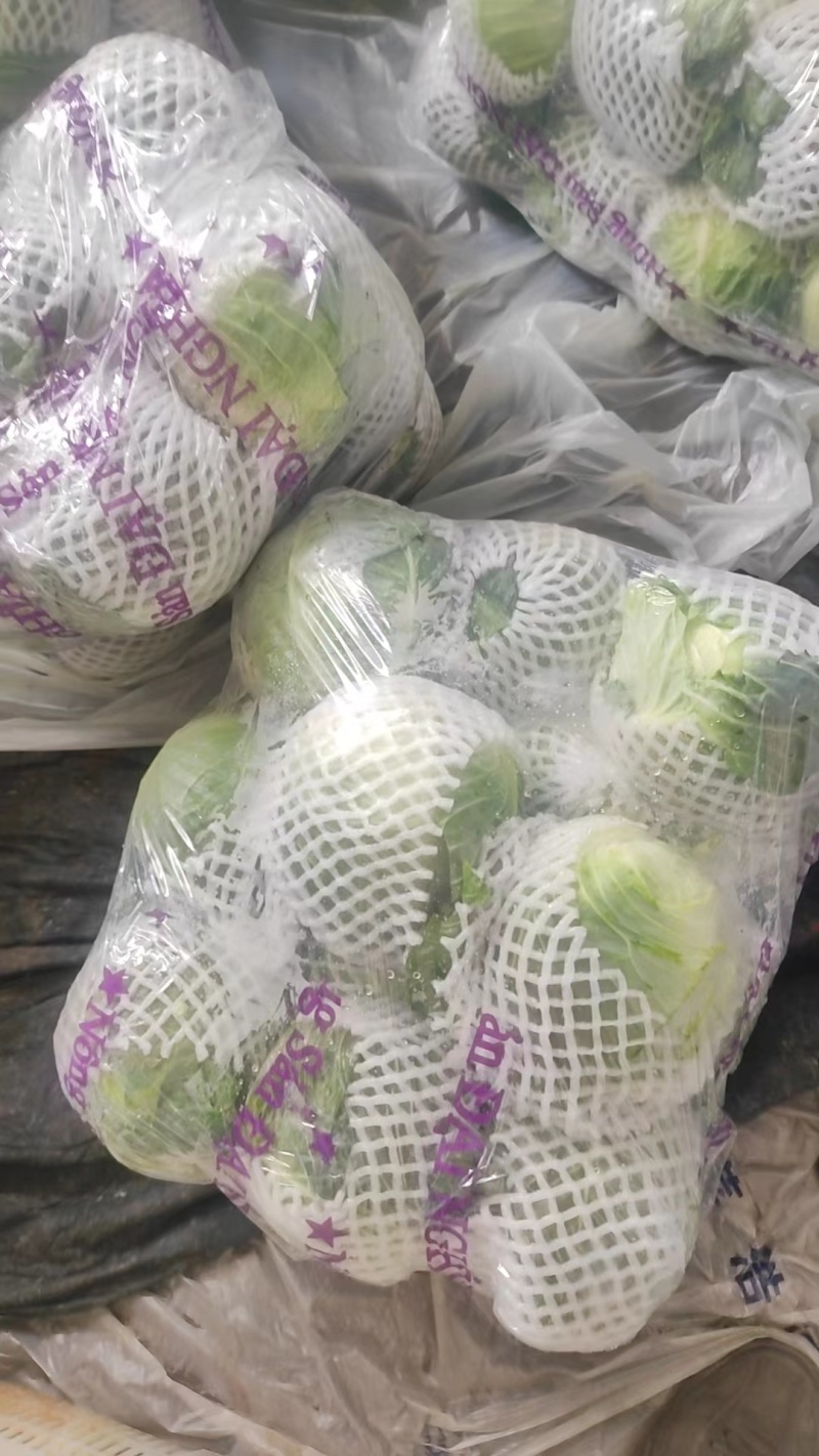云南红河高原精品甘蓝货量大全国发货来电咨询
