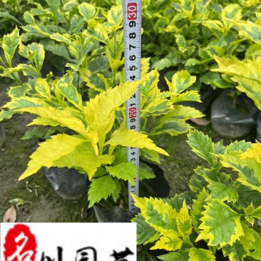 金叶假连翘工程绿化苗四川成都基地直供花坛花境绿化带