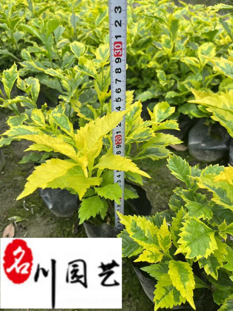 金叶假连翘工程绿化苗四川成都基地直供花坛花境绿化带