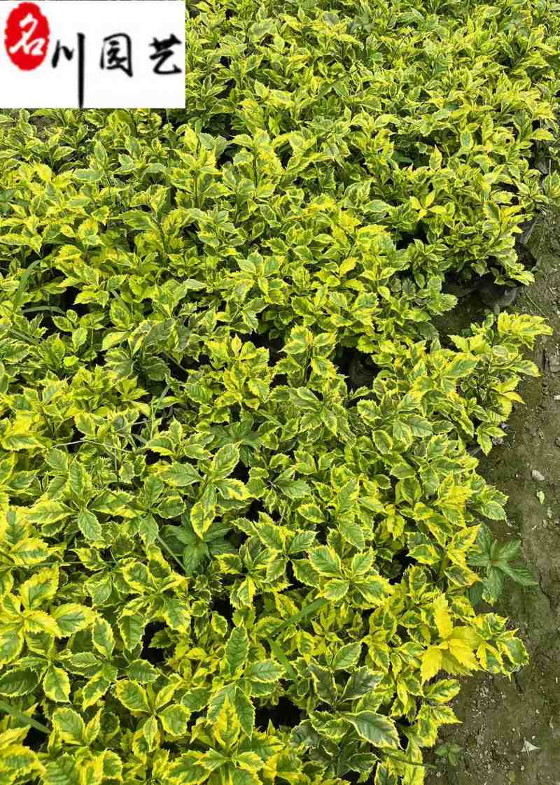 金叶假连翘工程绿化苗四川成都基地直供花坛花境绿化带