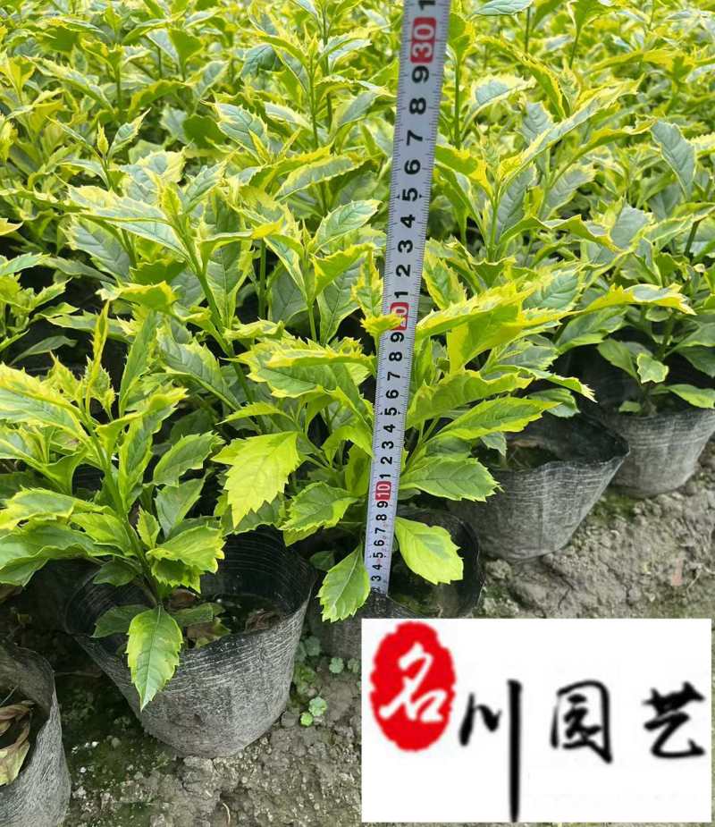 金叶假连翘工程绿化苗四川成都基地直供花坛花境绿化带