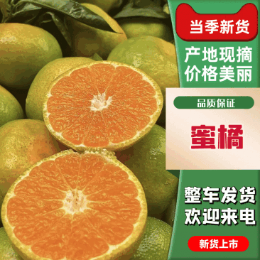 【实力】湖北蜜橘产地直发-价格优惠-品质保障-可视频看货
