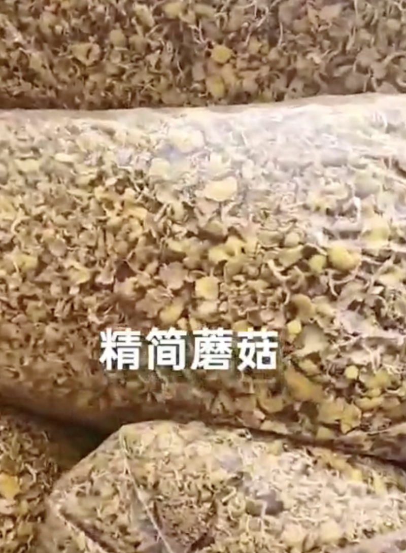 黑龙江榆黄菇一手货源烘干晾晒都有现场看货视频看货按需求分