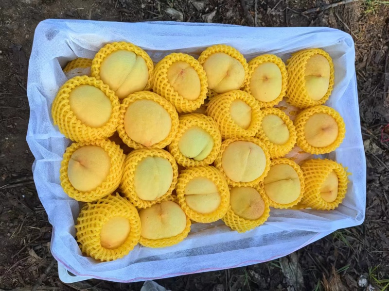 精品黄桃产地直销,口感脆甜对接电商批发厂家价格低