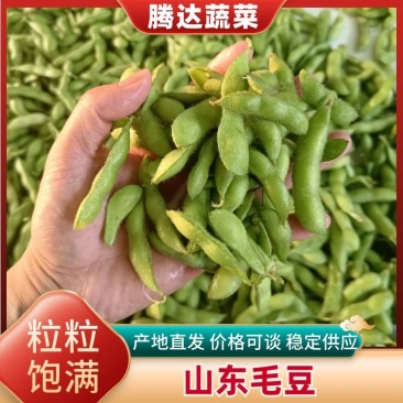 山东郯城精品翠绿宝毛豆大量上市中一级二级货都可发