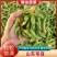 山东郯城精品翠绿宝毛豆大量上市中一级二级货都可发
