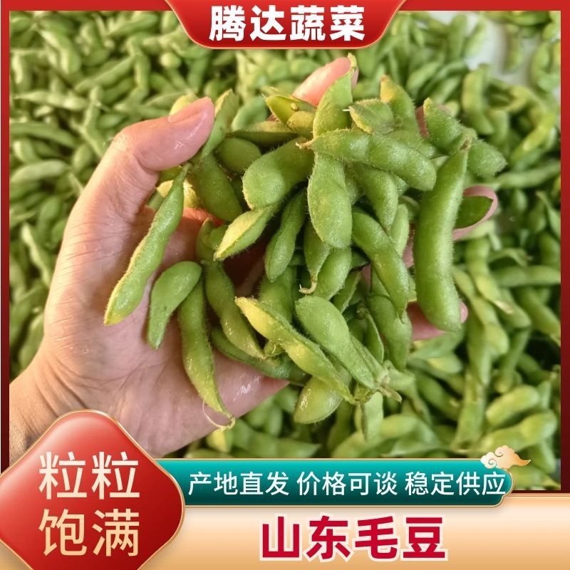 山东郯城精品翠绿宝毛豆大量上市中一级二级货都可发