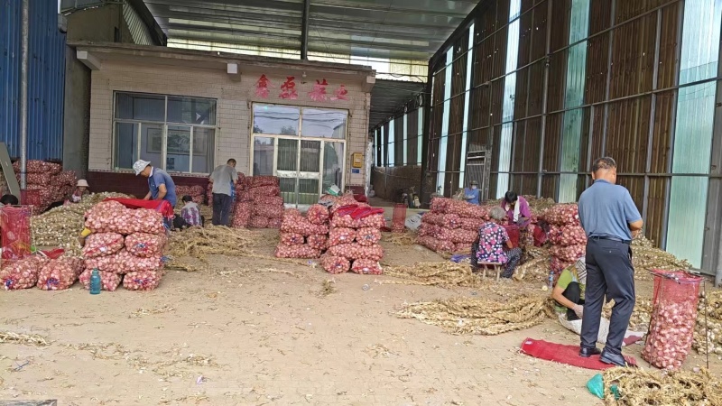 蒜种一手货源产地直发可供商超市场批发