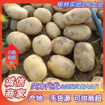 1榆林土豆实验1号土豆黄皮黄心货源充足量大从优