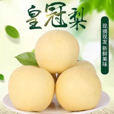 安徽砀山皇冠梨大吨位供应无渣甘甜对接商超电商市场全国代发