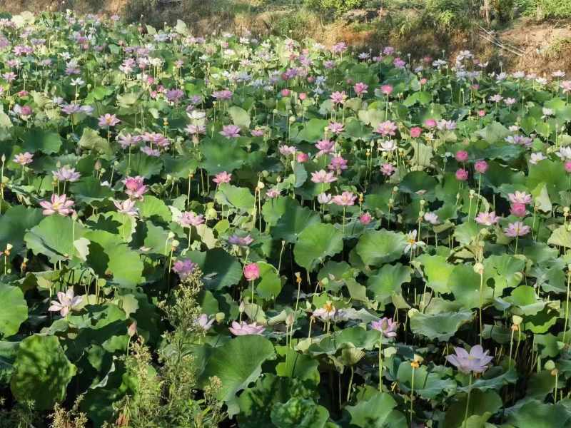 鲜莲子大量供应鲜莲子产地直发货源充足