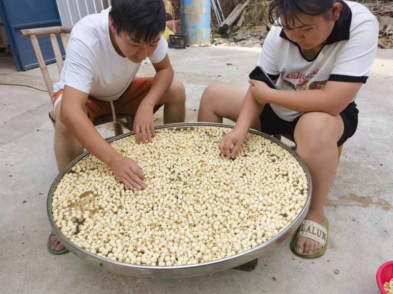 常年出售干莲子去皮去心味道香甜软糯可零售