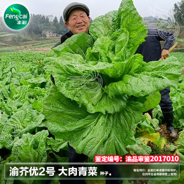 宽柄芥种子渝芥优2号芥菜种子鉴定品种柄肋宽大肥厚