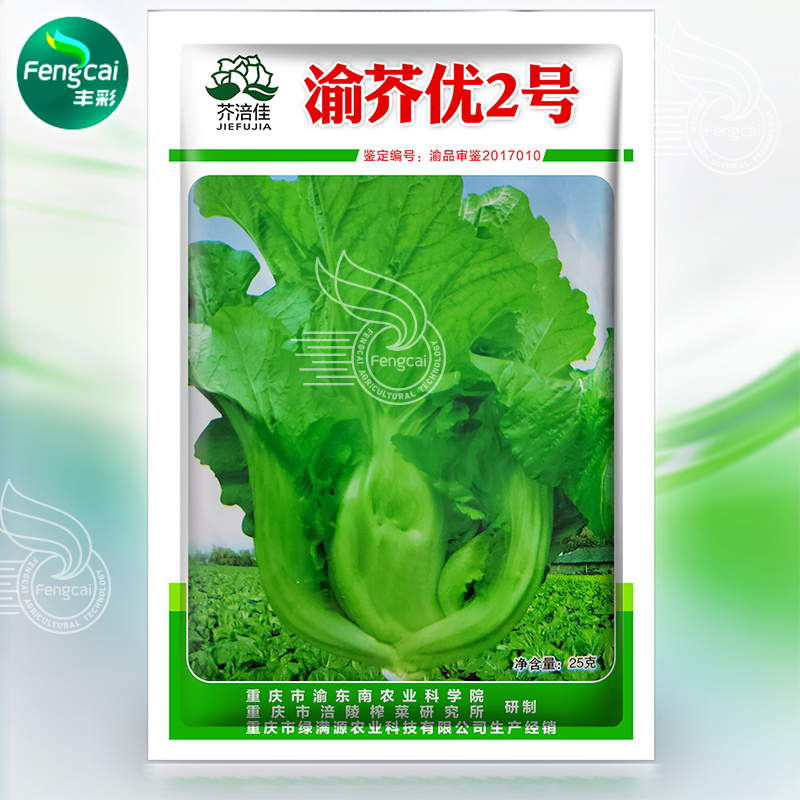 宽柄芥种子渝芥优2号芥菜种子鉴定品种柄肋宽大肥厚