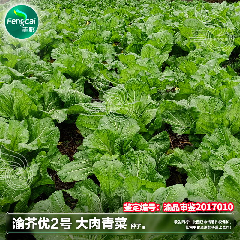 宽柄芥种子渝芥优2号芥菜种子鉴定品种柄肋宽大肥厚