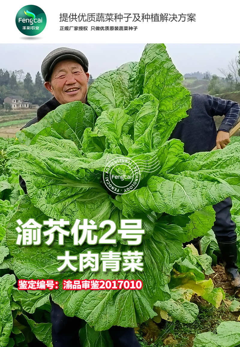 宽柄芥种子渝芥优2号芥菜种子鉴定品种柄肋宽大肥厚