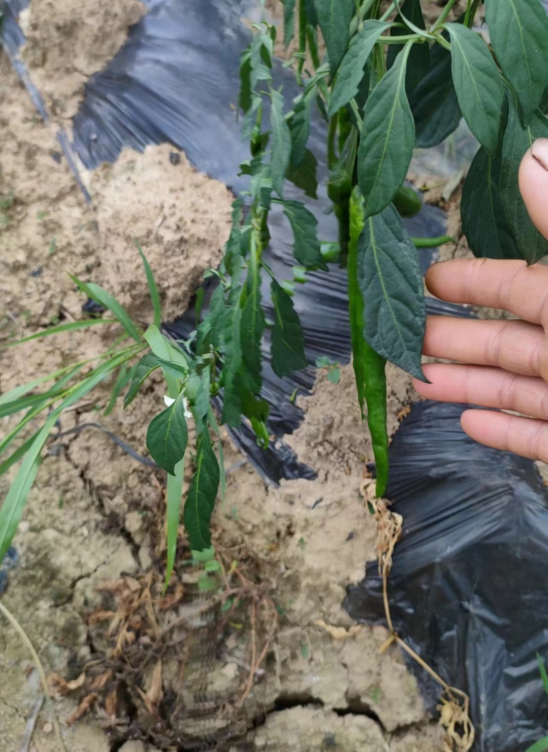湖南湘西精品线椒大量上市全国发货欢迎咨询