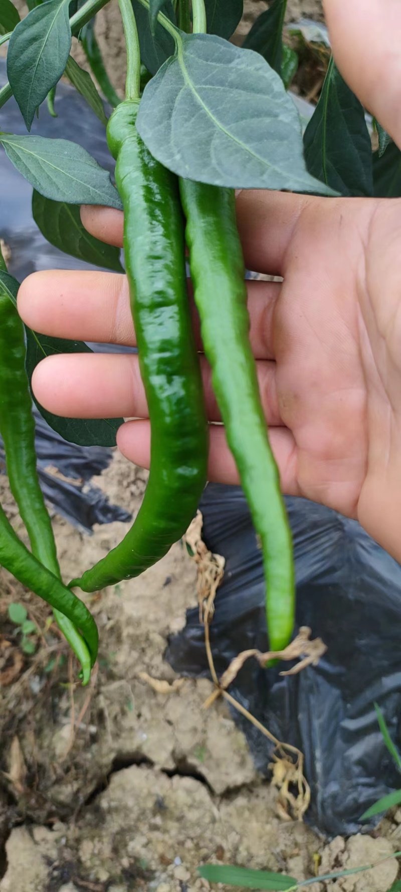 湖南湘西精品线椒大量上市全国发货欢迎咨询