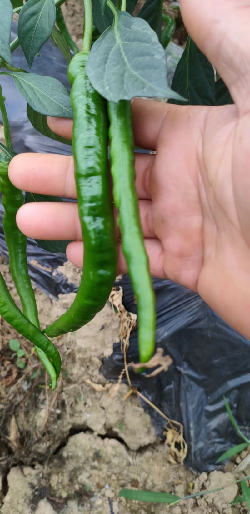 湖南湘西精品线椒大量上市全国发货欢迎咨询