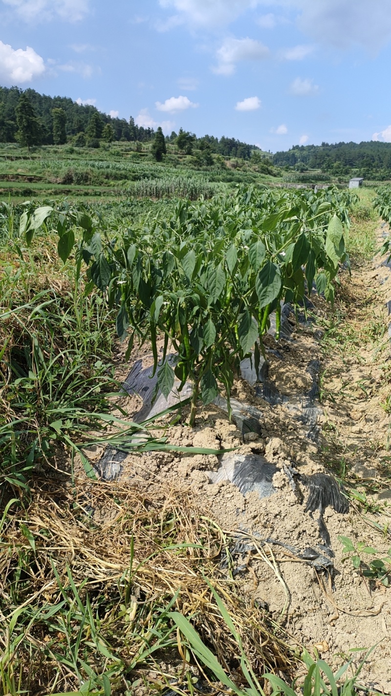 湖南湘西香辣6号大量上市产地直发欢迎咨询