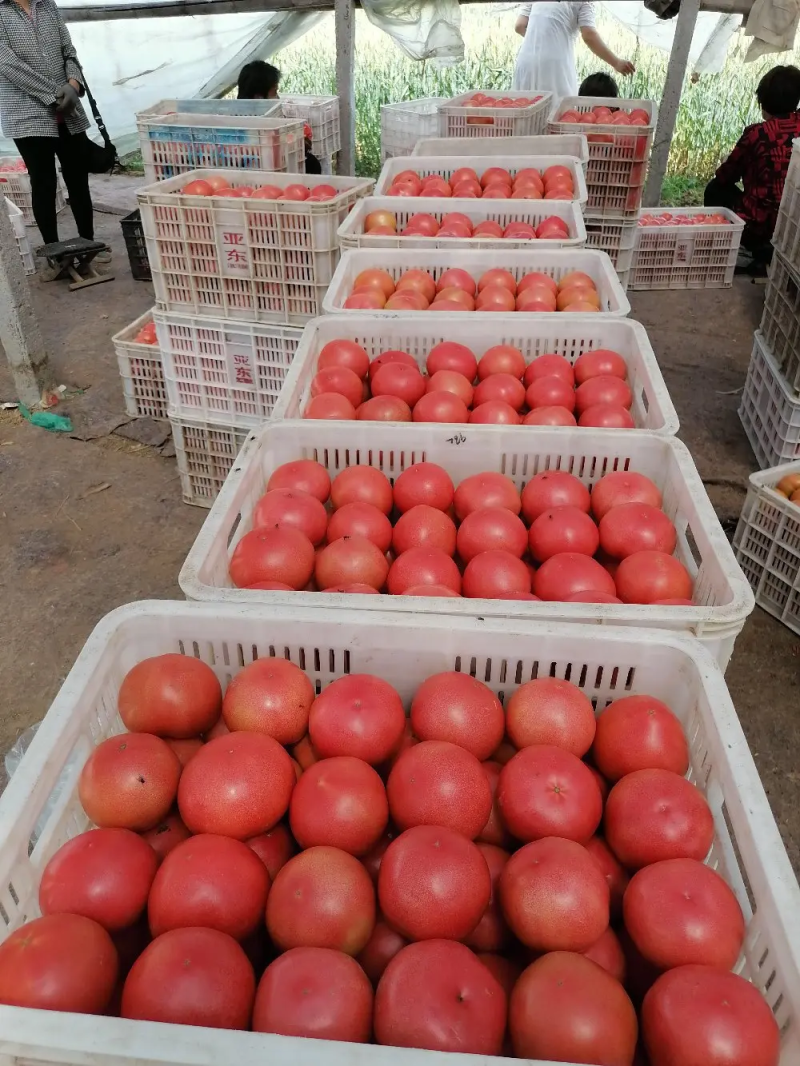 【实力供货】精品西红柿硬粉西红柿产地直发欢迎来电咨询