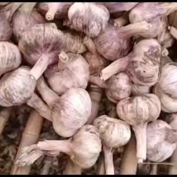 精品紫皮大蒜产地直发价格美丽支持视频看货欢迎来电