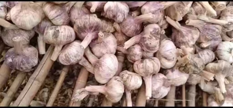 精品紫皮大蒜产地直发价格美丽支持视频看货欢迎来电