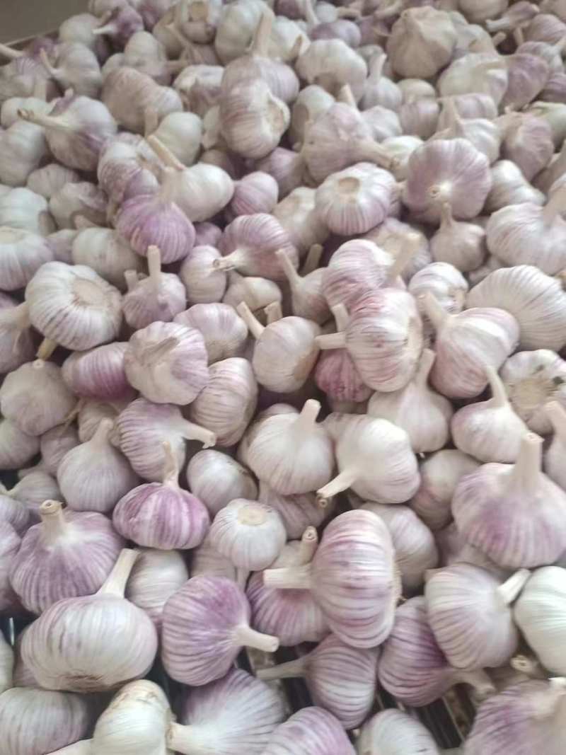 精品紫皮大蒜产地直发价格美丽支持视频看货欢迎来电