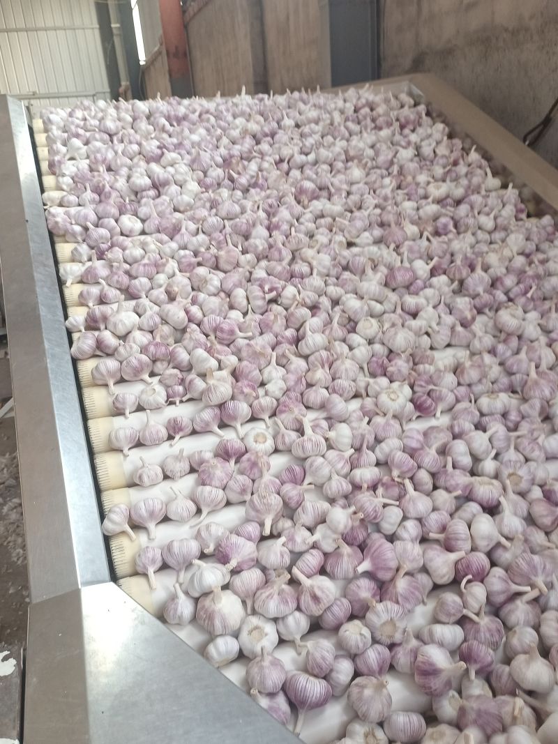 精品紫皮大蒜产地直发价格美丽支持视频看货欢迎来电