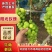 🍇阳光玫瑰葡萄产地直发一手货源全国可发货