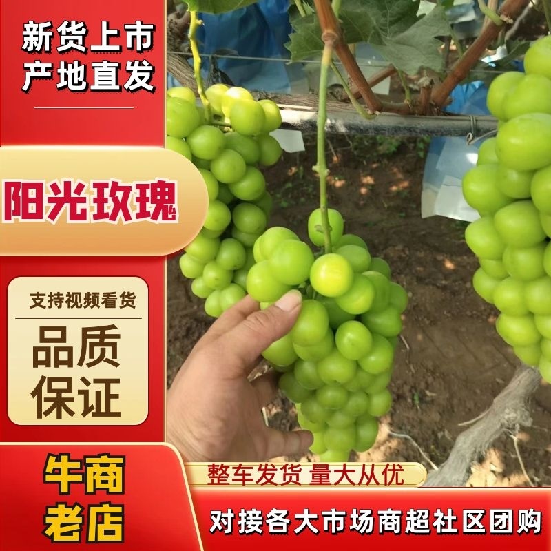 🍇阳光玫瑰葡萄产地直发一手货源全国可发货