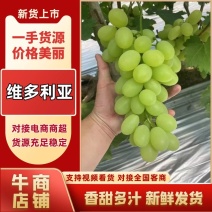 【维多利亚葡萄】河北葡萄一手货源品质保障欢迎来电