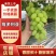 河北晋州【去皮百分之十】维多利亚葡萄商超精品