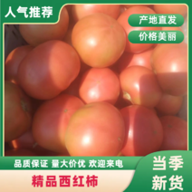 【优选】河北张家口西红柿-313西红柿量大价格欢迎