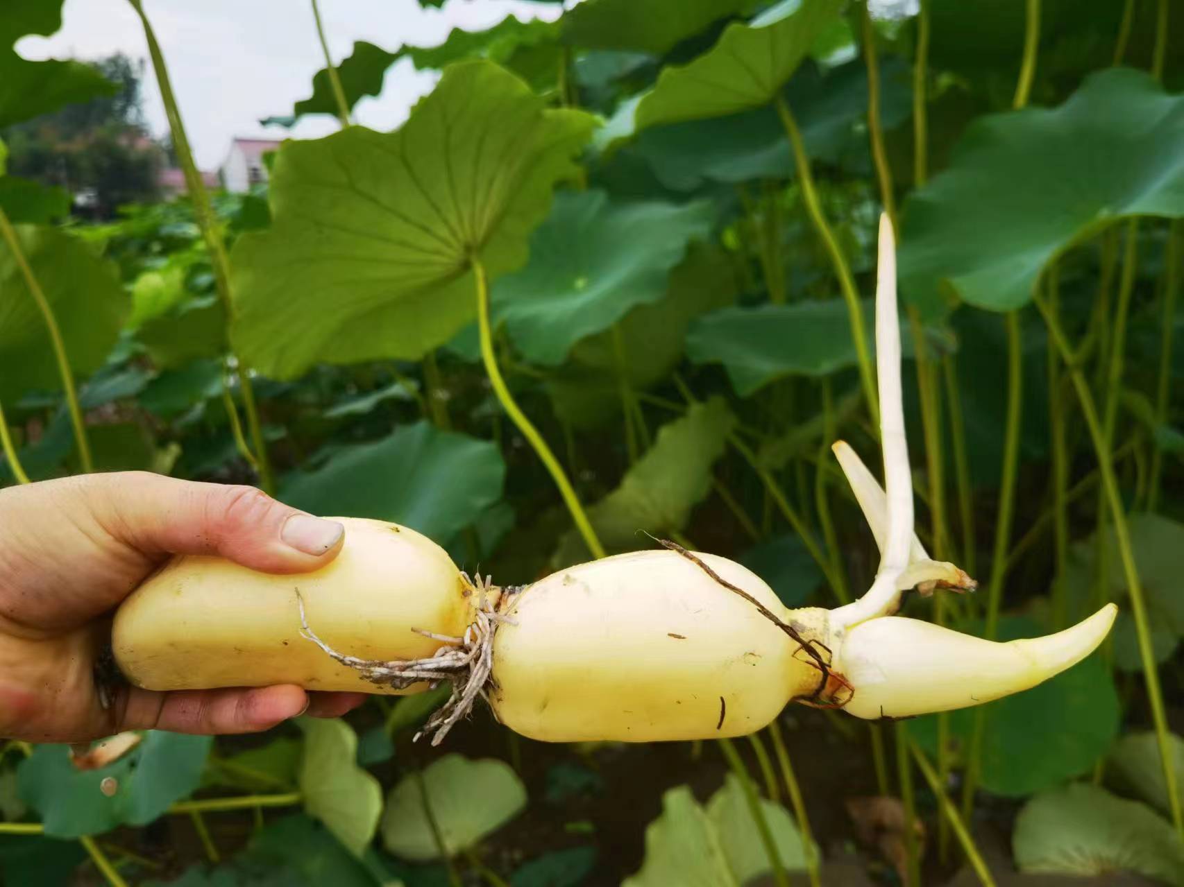 白莲藕不同品种对比图