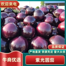 河南紫光圆茄个头均匀基地直采现货大量欢迎来电咨询