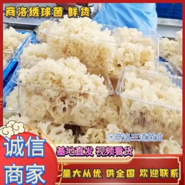 陕西商洛绣球菌鲜货新鲜现货产地一手货源品质保证