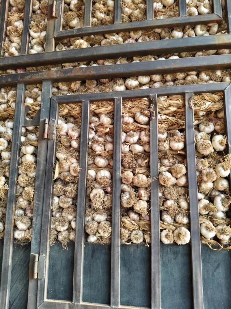 山东蒜种紫皮蒜种个头大品质好可供商超市场批发