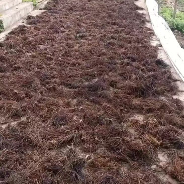 威灵仙一手货源产地直发品质好量大从优产地直发