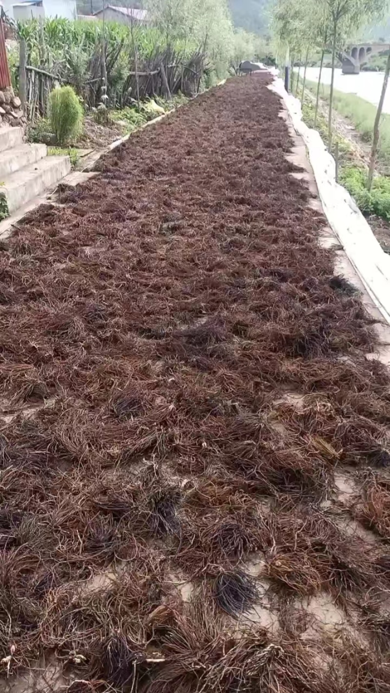 威灵仙一手货源产地直发品质好量大从优产地直发