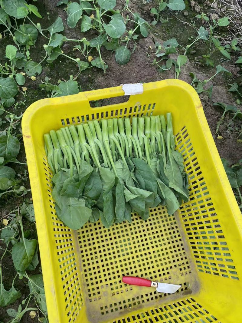 广东精品菜心大量上市新鲜采摘产地直发品质保证欢迎来电