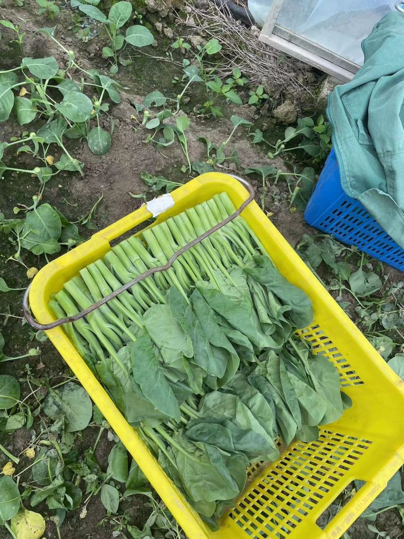 广东精品菜心大量上市新鲜采摘产地直发品质保证欢迎来电