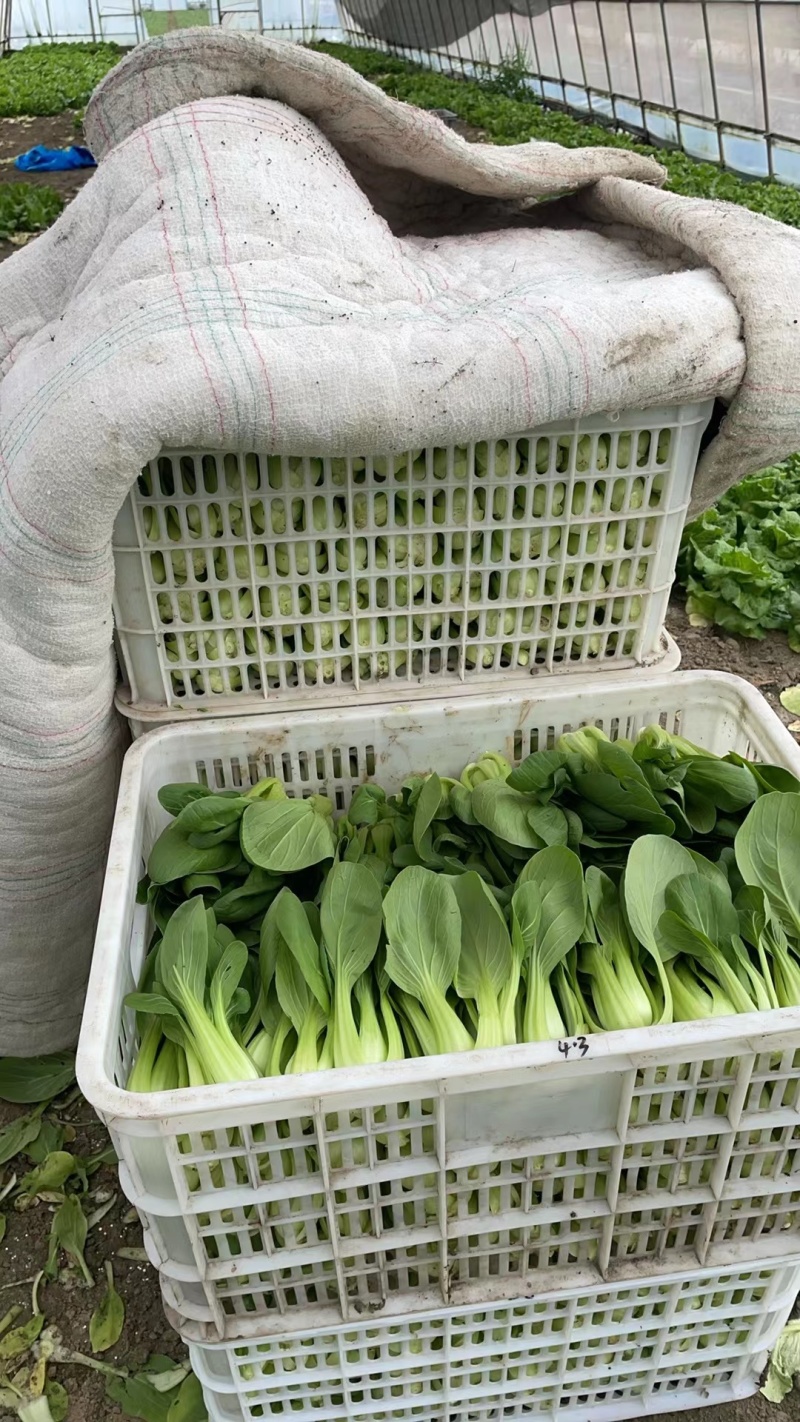 广东精品菜心大量上市新鲜采摘产地直发品质保证欢迎来电