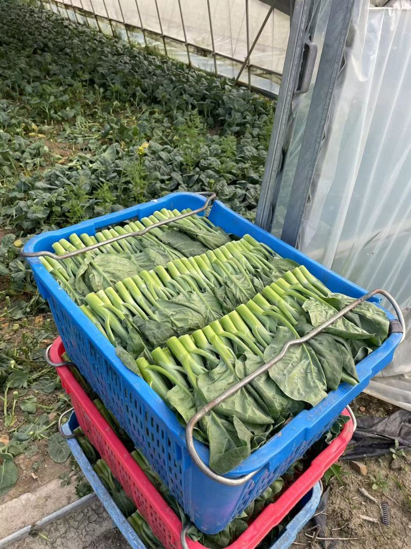 广东精品菜心大量上市新鲜采摘产地直发品质保证欢迎来电