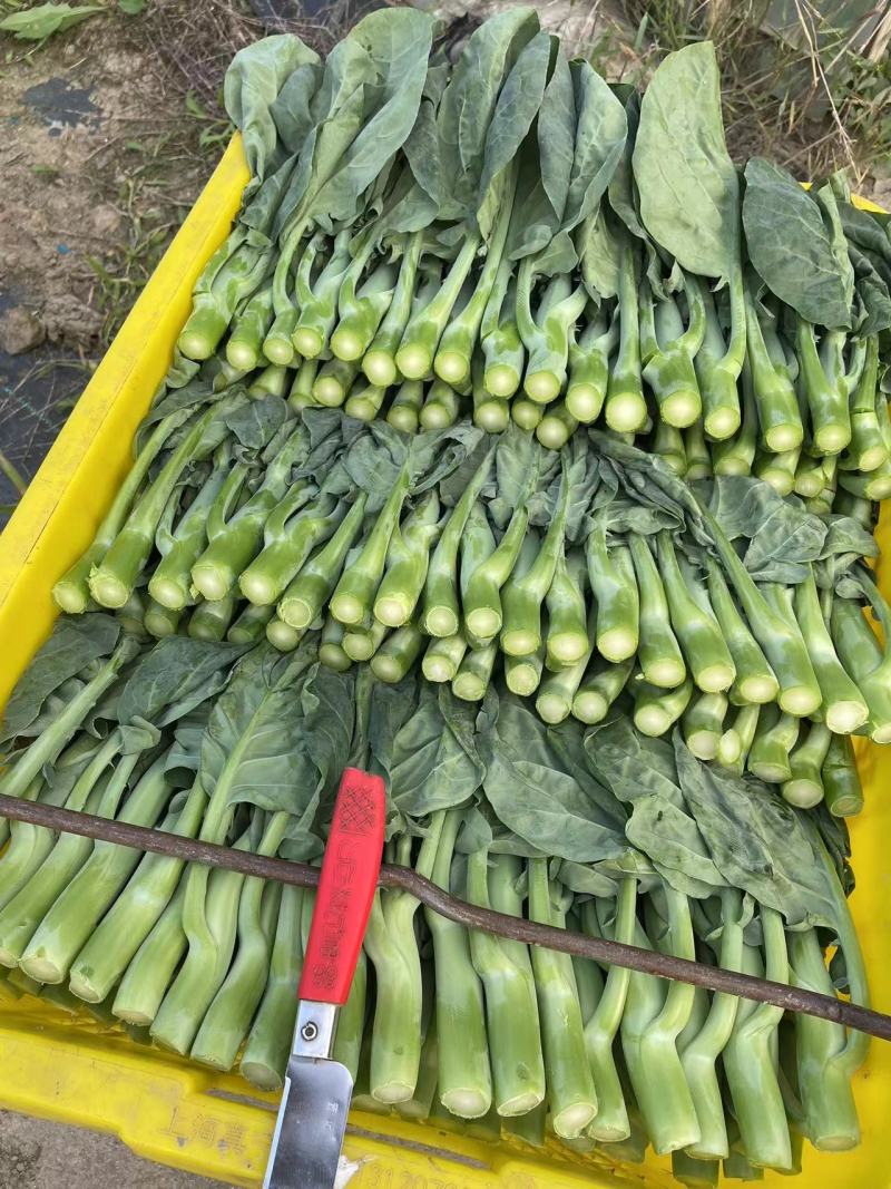 广东精品菜心大量上市新鲜采摘产地直发品质保证欢迎来电