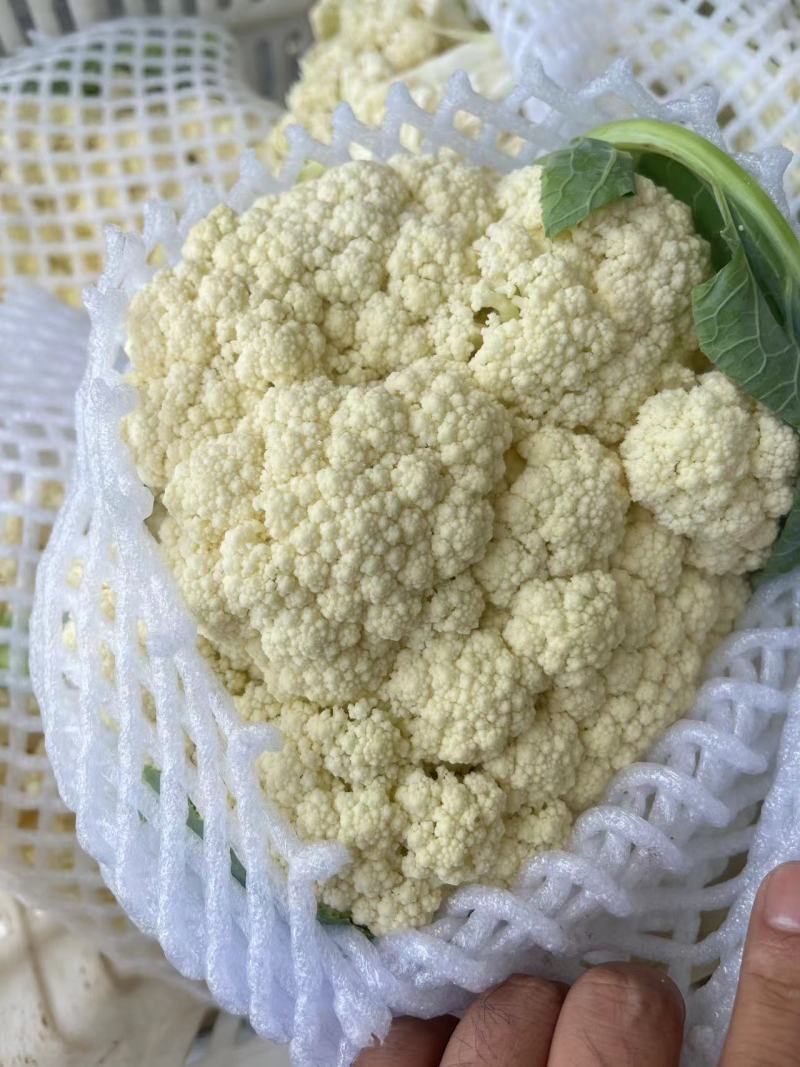 菜花松花菜有机花菜高品质全国代发货源充足