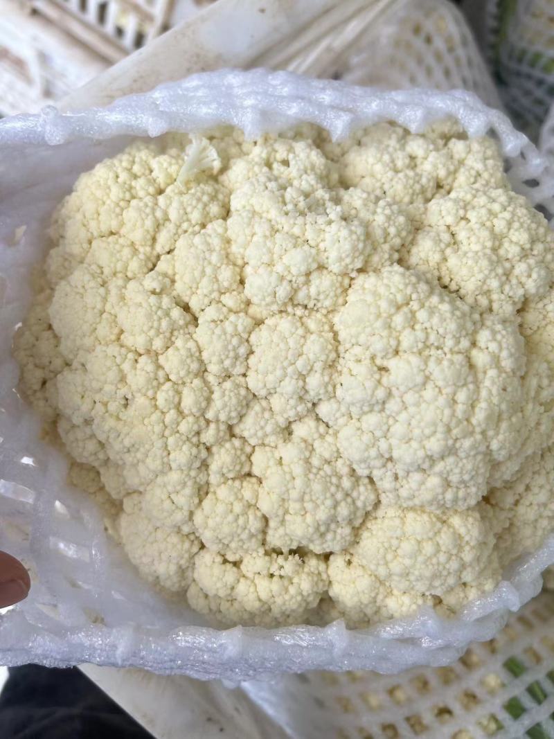 菜花松花菜有机花菜高品质全国代发货源充足